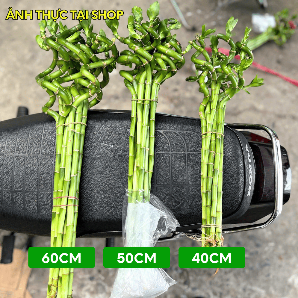 [BH 1 ĐỔI 1] Trúc Phú Qúy (Phát tài xoắn/ Trúc phát lộc) - Cây thủy sinh phong thủy, để ban thờ, bàn làm việc