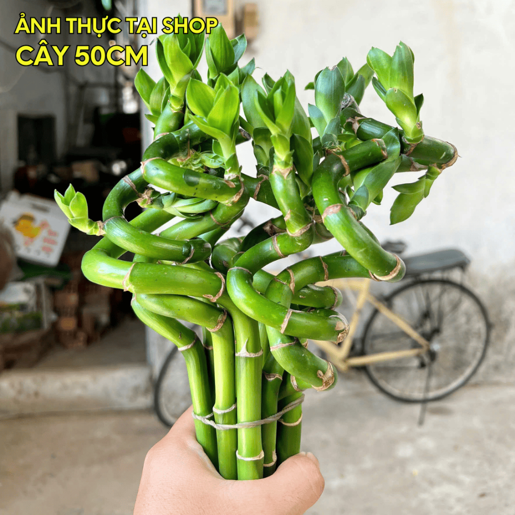 [BẢO HÀNH 1 ĐỔI 1] Phát tài xoắn loại 1 cao 50cm - Cây thủy sinh phong thủy, để ban thờ, bàn làm việc
