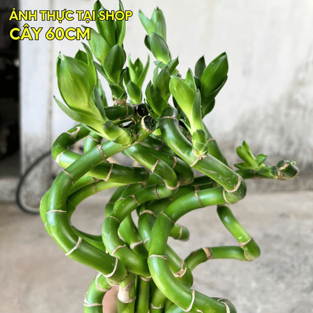 [BẢO HÀNH 1 ĐỔI 1] Phát tài xoắn loại 1 cao 60cm - Cây thủy sinh phong thủy, để ban thờ, bàn làm việc