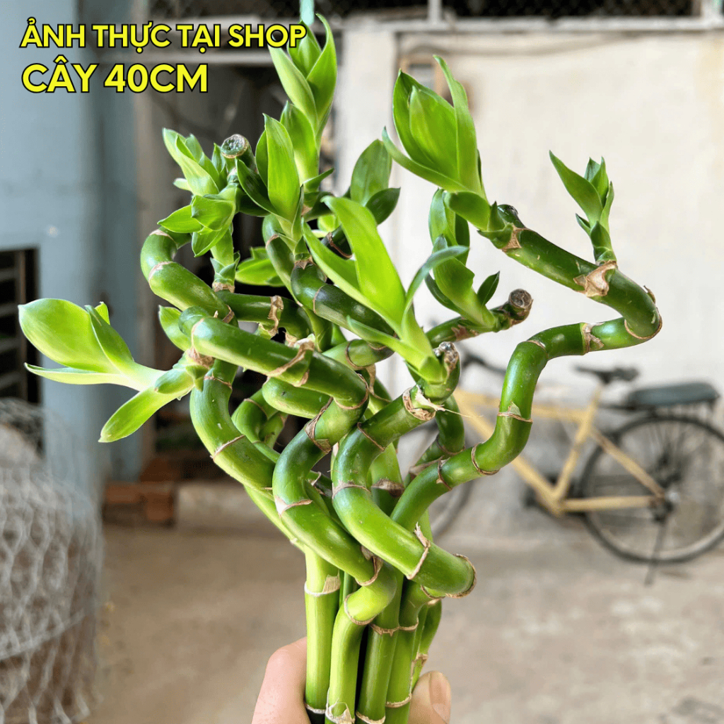 [BẢO HÀNH 1 ĐỔI 1] Phát tài xoắn loại 1 cao 40cm - Cây thủy sinh phong thủy, để ban thờ, bàn làm việc
