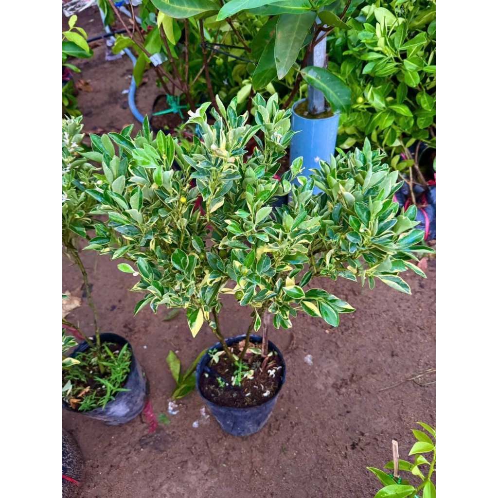 Cây Tắc Cẩm Thạch Sẵn Trái KimBioFarm - Chuẩn Giống, Sẵn Trái, Dễ Trồng