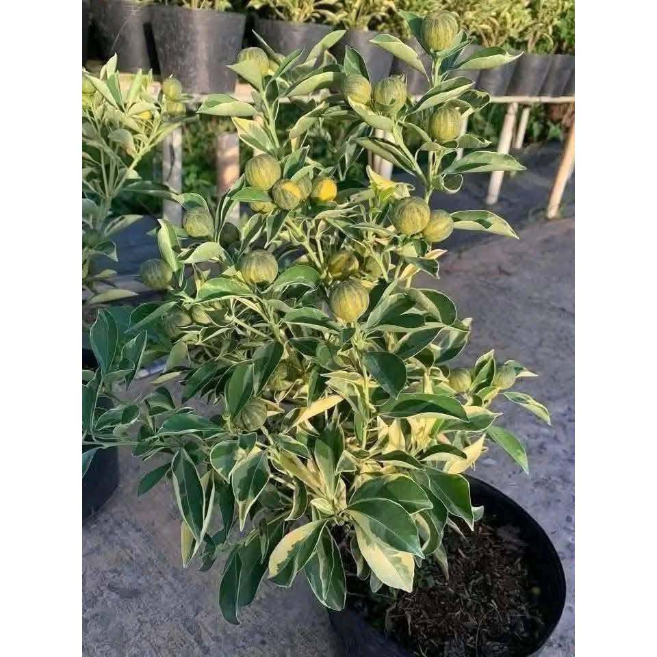 Cây Tắc Cẩm Thạch Sẵn Trái KimBioFarm - Chuẩn Giống, Sẵn Trái, Dễ Trồng