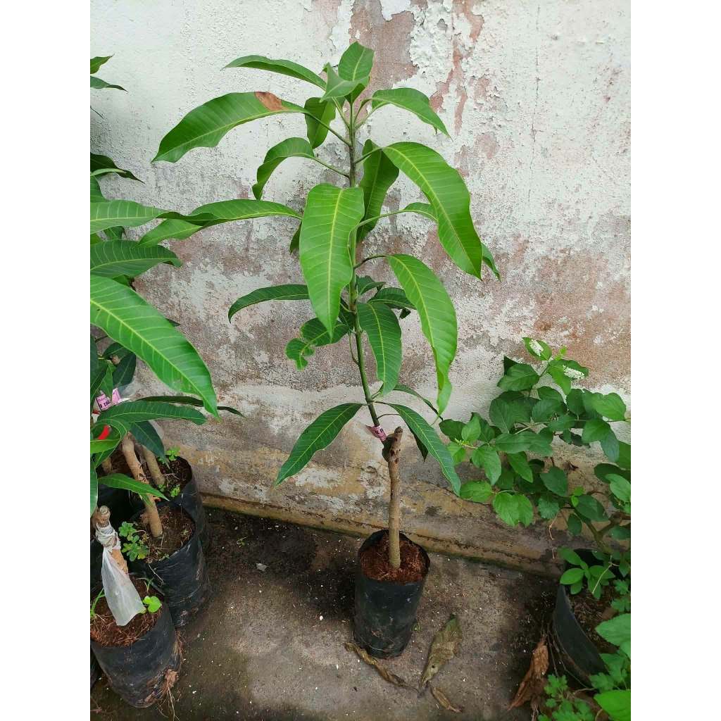 Cây Xoài Thái – Giống Xoài F1 Thái Lan Nổi Tiếng Năng Suất Cao, Trái To, Ngọt Thanh