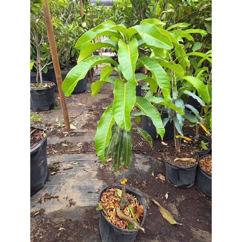 Cây Xoài Thái – Giống Xoài F1 Thái Lan Nổi Tiếng Năng Suất Cao, Trái To, Ngọt Thanh