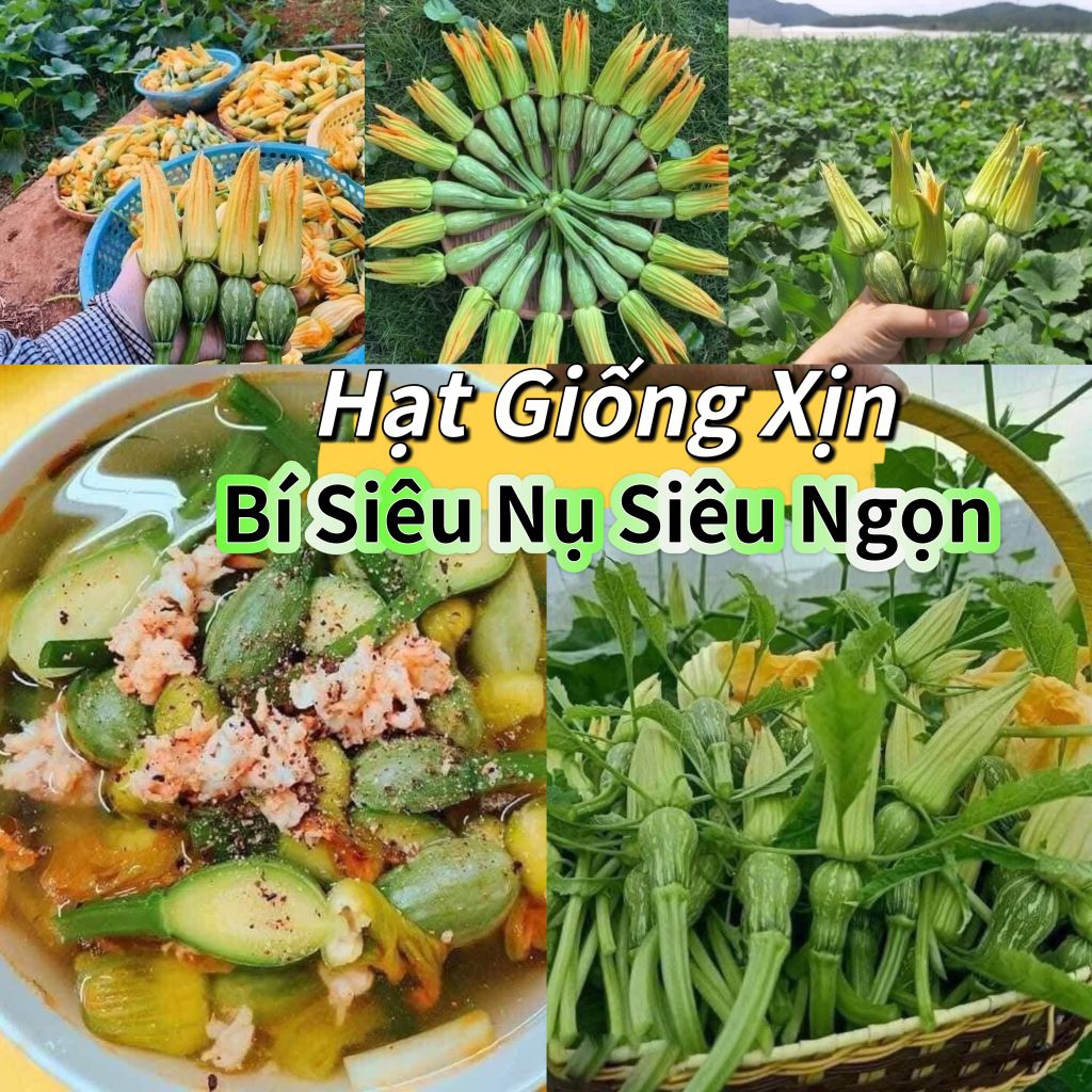 Hạt Giống Bí Siêu Nụ, Siêu Ngọn Thái❤️ Hàng Xịn Cực Kỳ Chất Lượng Dễ Trồng Ăn Ngon