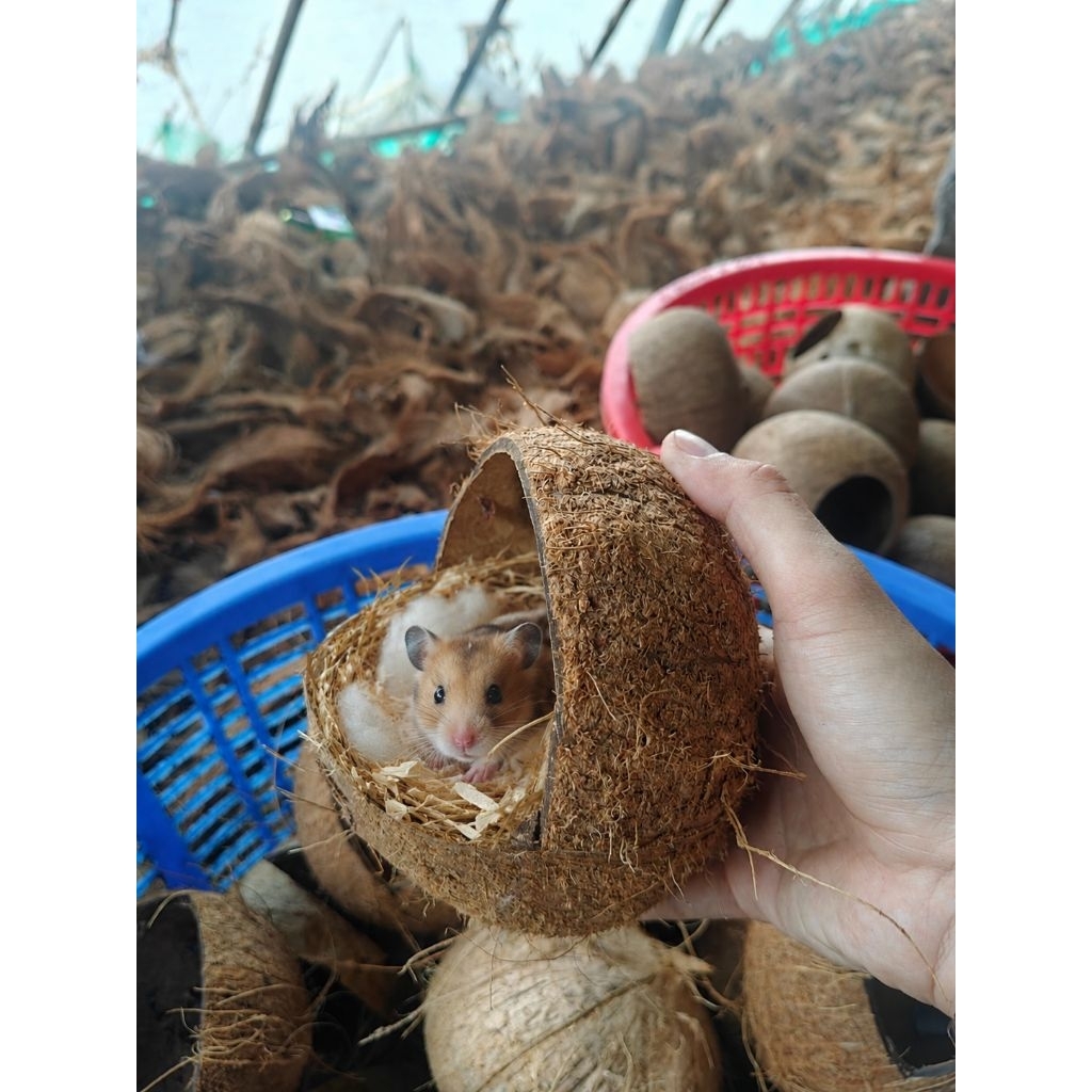 Gáo Dừa Cắt Hàm Ếch Chưa Mài Sạch Xơ - Tổ Ngủ Cho Chim, Hamster, Sóc, Bọ - Trồng Cây Decor ....