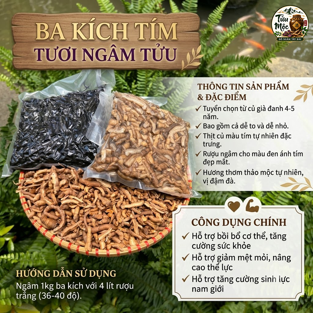 Ba kích tím Tửu Mộc Đồ Ngâm Tây Bắc ba kích ngâm tửu ba kích tươi đã được tách lõi rửa sạch bao gồm cả rễ to và rễ nhỏ