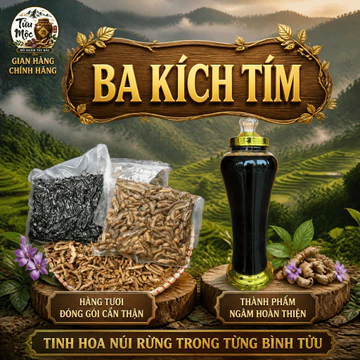 Ba kích tím Tửu Mộc Đồ Ngâm Tây Bắc ba kích ngâm tửu ba kích tươi đã được tách lõi rửa sạch bao gồm cả rễ to và rễ nhỏ