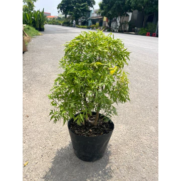 Cây đinh lăng cao tầm 35cm dùng ăn lá rất tốt