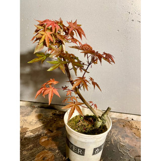 Cây phong lá đỏ cao 25-30cm khoẻ thuần bầu giá 200.000 1 cây