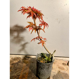 Cây phong lá đỏ cao 25-30cm khoẻ thuần bầu giá 200.000 1 cây