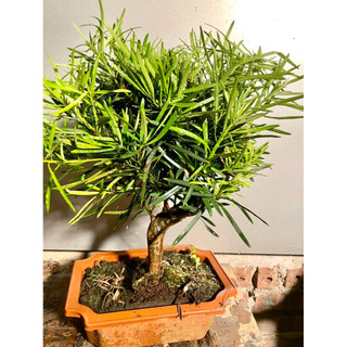 Cây tùng ka hán cao 20-25cm 1 cây giá 260.000