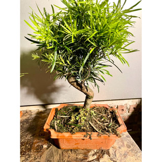 Cây tùng ka hán cao 20-25cm 1 cây giá 260.000