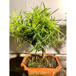 Cây tùng ka hán cao 20-25cm 1 cây giá 260.000