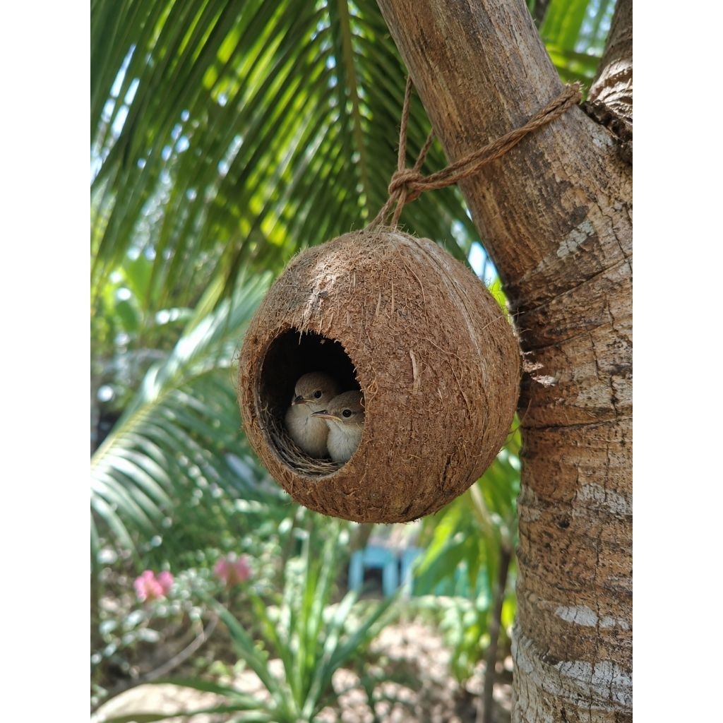 Gáo dừa thô - Gáo tổ chim, tổ sóc...