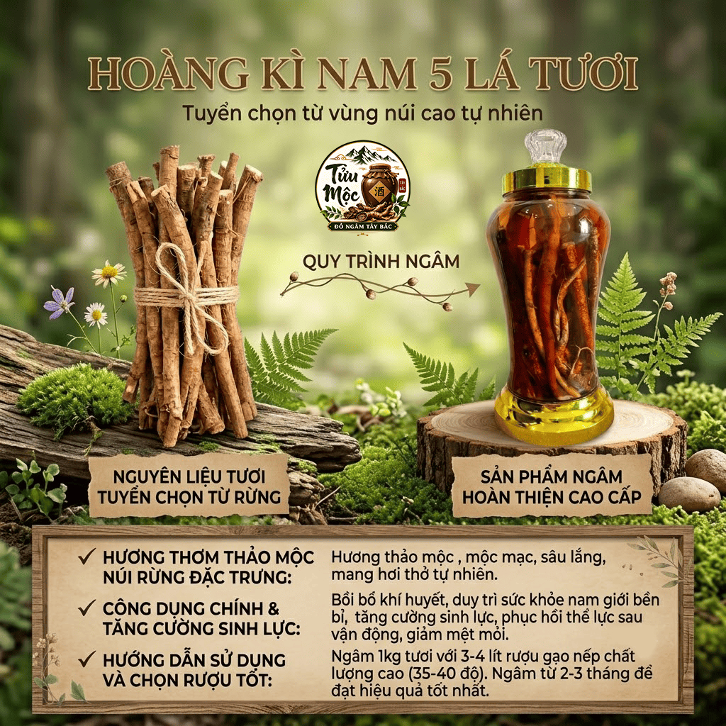 Hoàng kỳ nam 5 lá sẻ Tửu Mộc Đồ Ngâm Tây Bắc Hoàng kỳ nam tươi rễ già đã được làm sạch chỉ việc ngâm