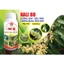 PBL DƯỠNG HOA ĐẬU TRÁI (SẦU RIÊNG) CON BƯỚM VÀNG