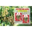 PBL - Siêu vọt hoa Nhãn <Kích thích - Tăng tỷ lệ - Cây khoẻ - Hạn chế rụng bông>