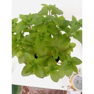 Cây giống Húng Bạc Hà(Bạc Hà Min)