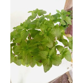 Cây giống Húng Bạc Hà(Bạc Hà Min)