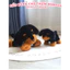 Gấu Bông Chó Hạt Thơm Chính Hãng BOBOVA – Cún Trắng Cún Đen Dễ Thương Size 20cm 35cm Có Mùi Thơm Dịu Nhẹ