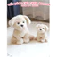 Gấu Bông Chó Hạt Thơm Chính Hãng BOBOVA – Cún Trắng Cún Đen Dễ Thương Size 20cm 35cm Có Mùi Thơm Dịu Nhẹ