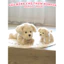 Gấu Bông Chó Hạt Thơm Chính Hãng BOBOVA – Cún Trắng Cún Đen Dễ Thương Size 20cm 35cm Có Mùi Thơm Dịu Nhẹ
