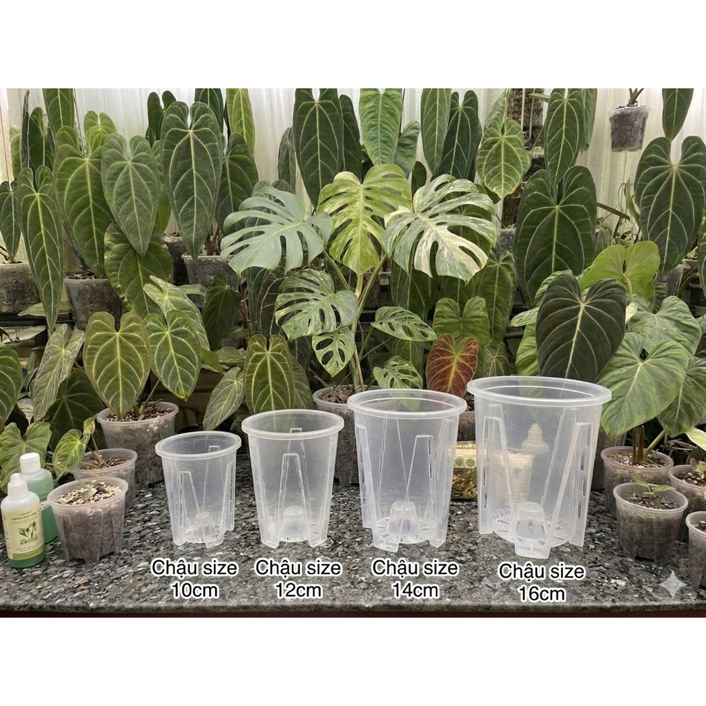 chậu trồng cây trong suốt cho cây trong nhà , anthurium và kiểng lá