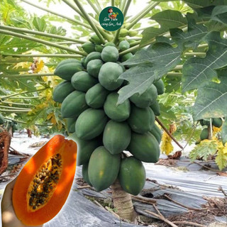 Hạt Giống Đu Đủ Lùn Ruột Đỏ F1 (Gói 20 Hạt) Dễ Trồng, Trái To, Siêu Ngọt, Năng Suất Cao