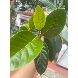 1 Lá Mít tươi lót oản . gọi sữa