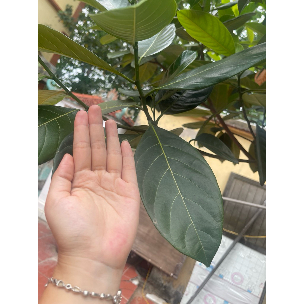 1 Lá Mít tươi lót oản . gọi sữa
