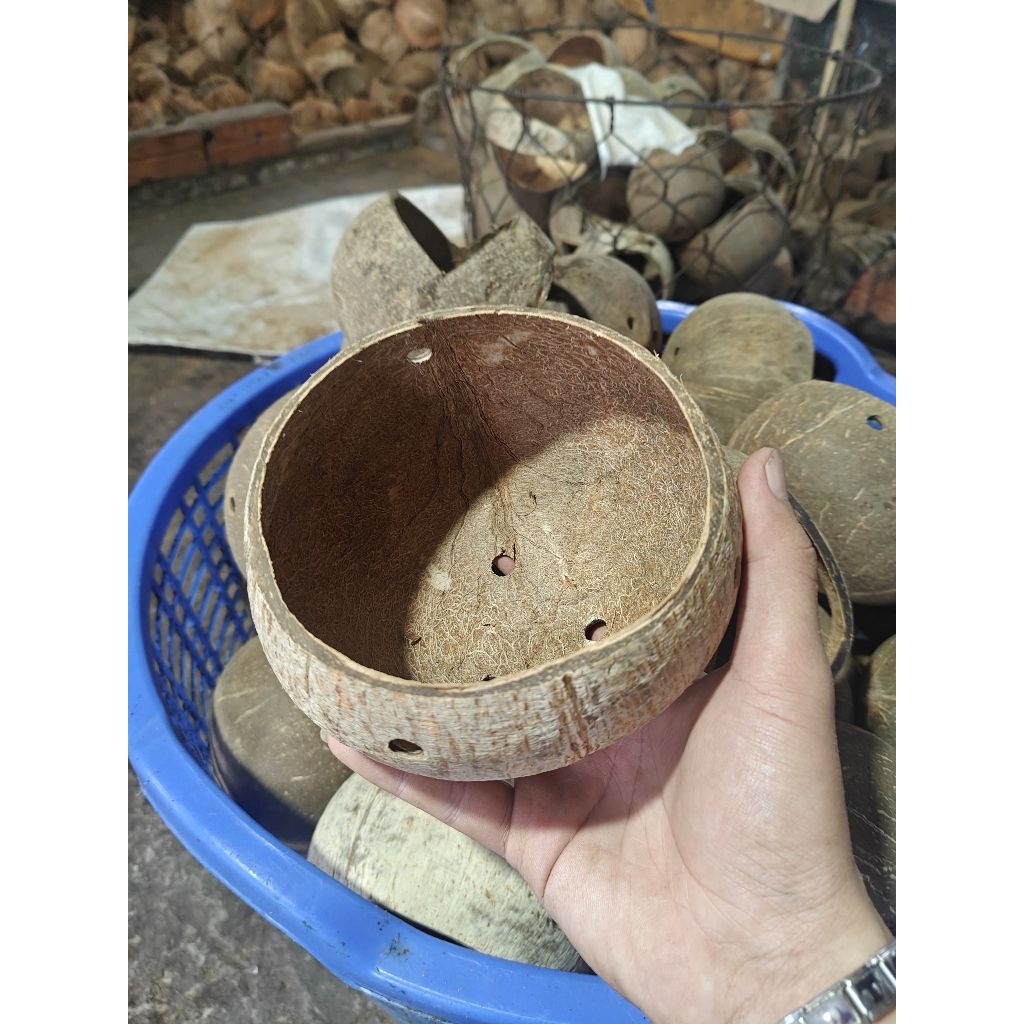 Chậu gáo dừa thủ công lớn đã qua xử lý phần xơ dừa | dùng làm chậu, đựng rau gia vị, đựng, trang trí decor