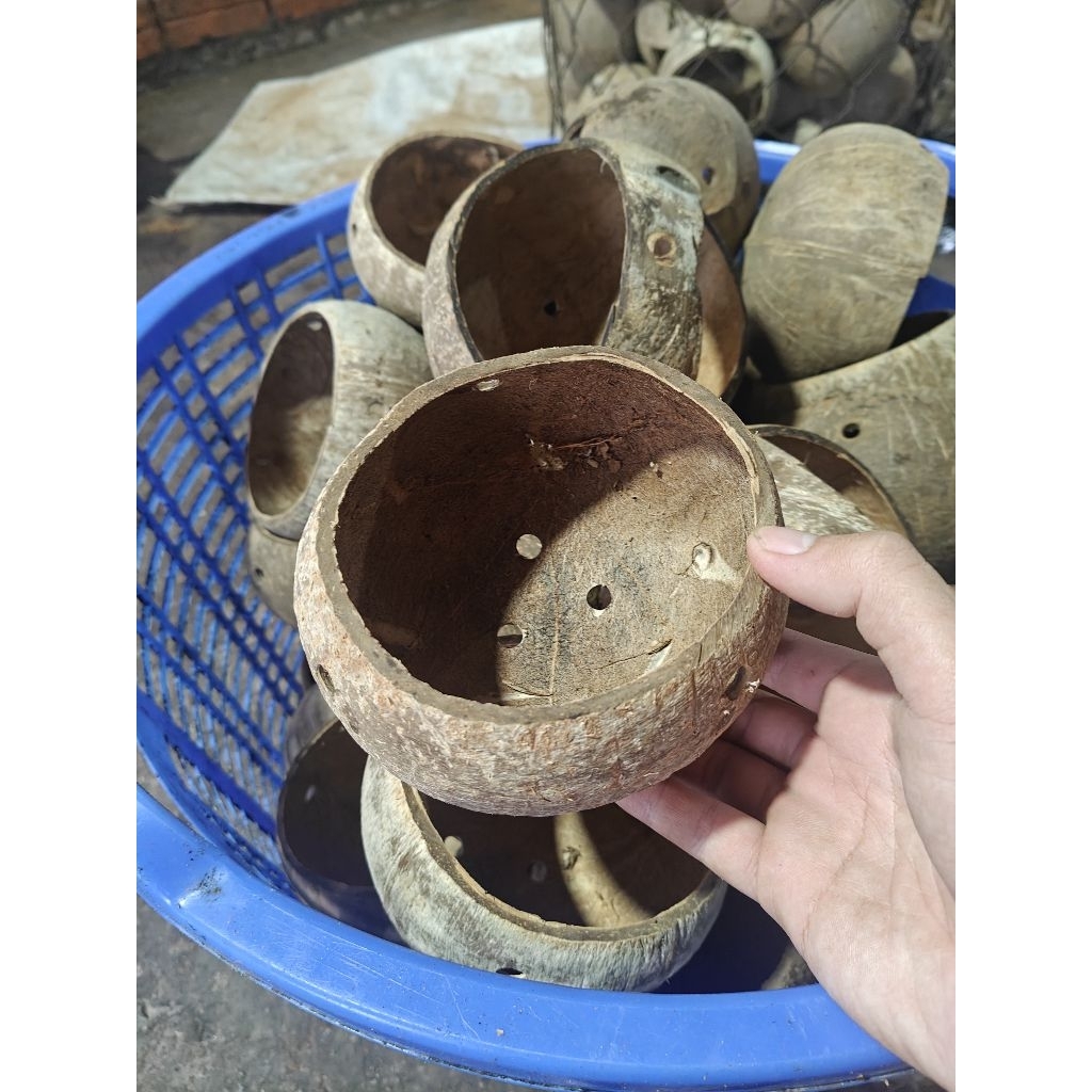 Chậu gáo dừa thủ công lớn đã qua xử lý phần xơ dừa | dùng làm chậu, đựng rau gia vị, đựng, trang trí decor