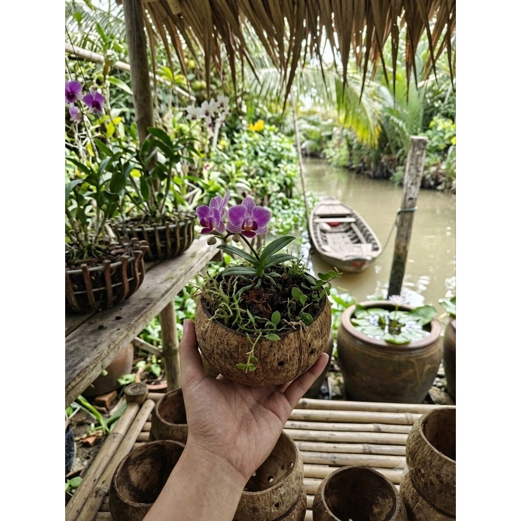 Chậu gáo dừa thủ công lớn đã qua xử lý phần xơ dừa | dùng làm chậu, đựng rau gia vị, đựng, trang trí decor
