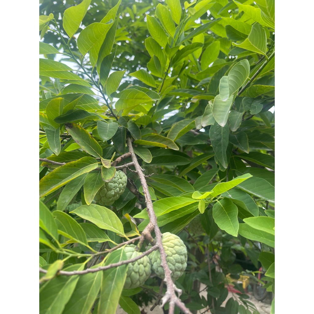 1Lá Na tươi. Giải cảm . Tiêu Viêm