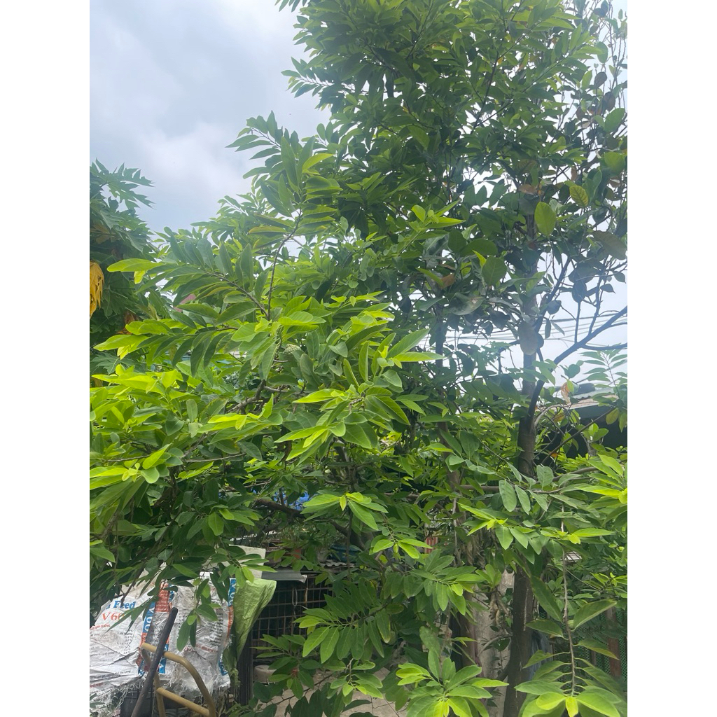 1Lá Na tươi. Giải cảm . Tiêu Viêm