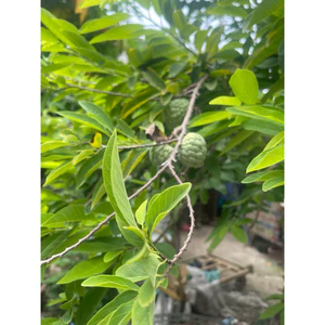 1Lá Na tươi. Giải cảm . Tiêu Viêm
