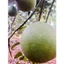 👑 BƯỞI DA XANH TRÀ DU FARM - THƠM NGON, MỌNG NƯỚC, NGỌT THANH TỰ NHIÊN