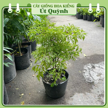 [Hỏa Tốc HCM] Chậu Cây Đinh Lăng trồng sẵn tại vườn - Cây Giống Hoa Kiểng Út Quỳnh