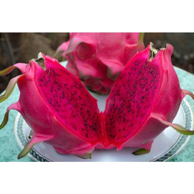 Cây giống Thanh long ruột đỏ chiết (ảnh thật) - Tặng kèm phân bón | Shopee  Việt Nam