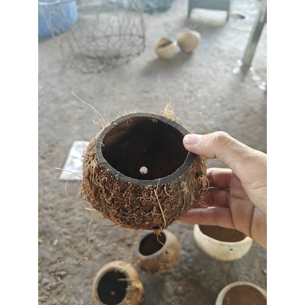 Gáo dừa thủ công thô mini - chậu hoa nhỏ, trồng cây mini, trang trí, decor