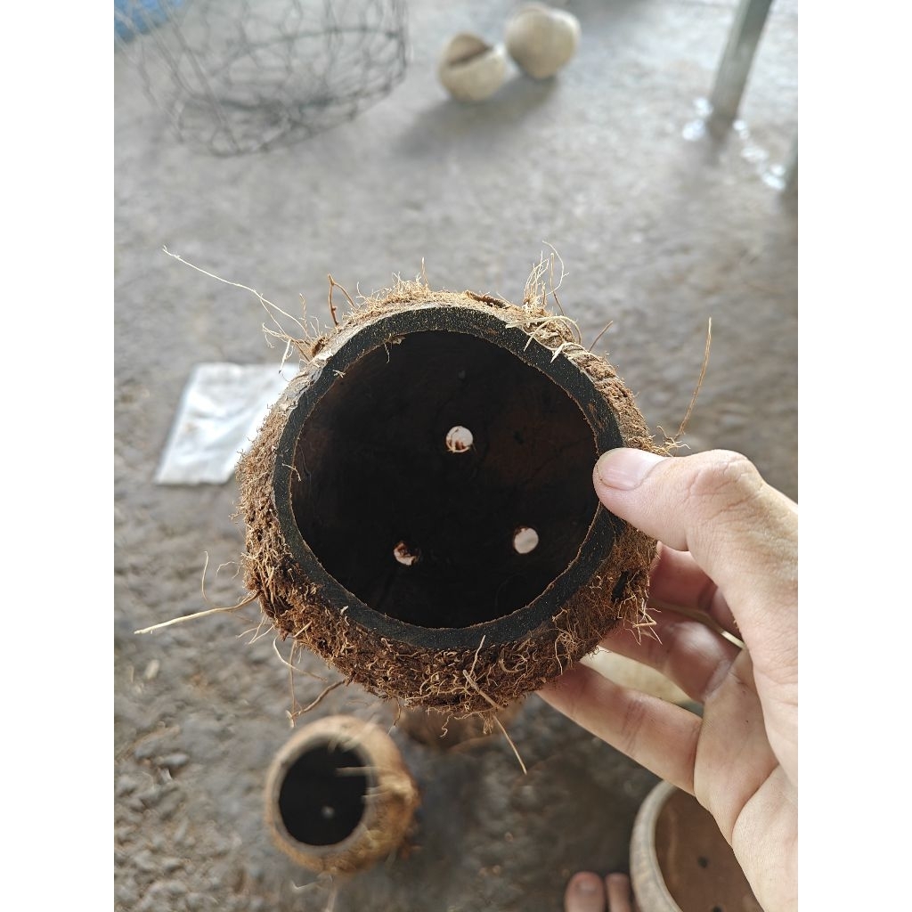 Gáo dừa thủ công thô mini - chậu hoa nhỏ, trồng cây mini, trang trí, decor