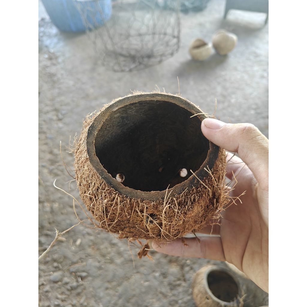 Gáo dừa thủ công thô mini - chậu hoa nhỏ, trồng cây mini, trang trí, decor