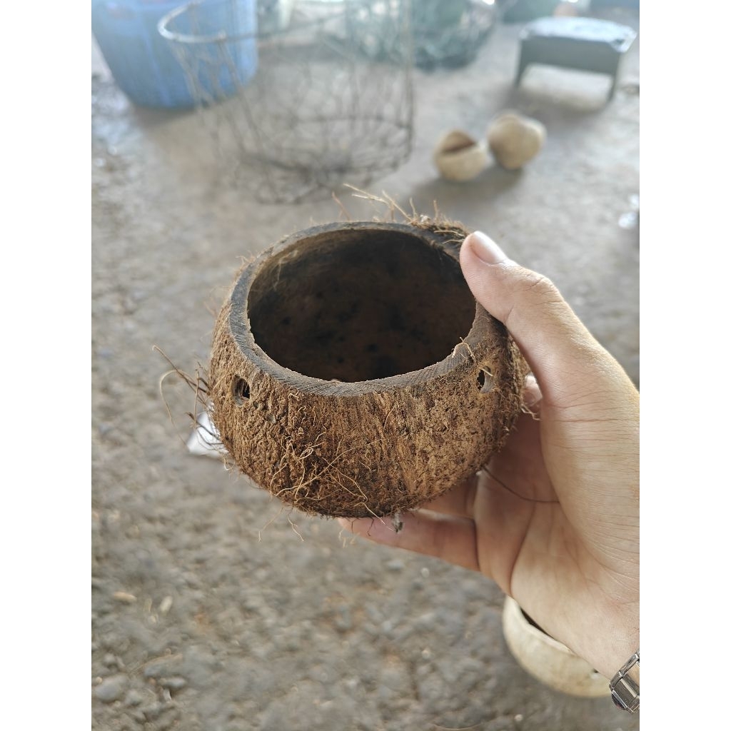 Gáo dừa thủ công thô mini - chậu hoa nhỏ, trồng cây mini, trang trí, decor