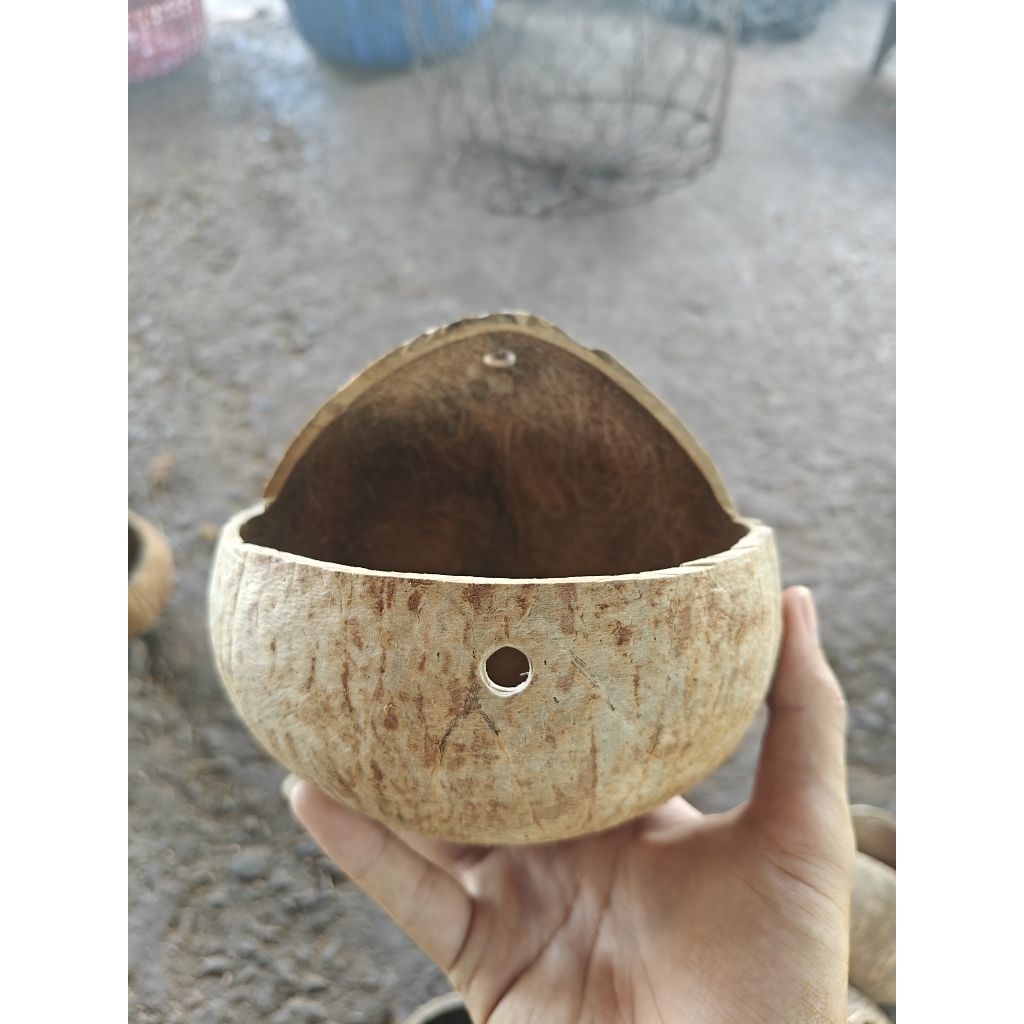 Gáo dừa cắt hàm ếch đã xử lý xơ dừa | Dùng làm tổ chuột hamster, sóc, chậu cây, hoa....