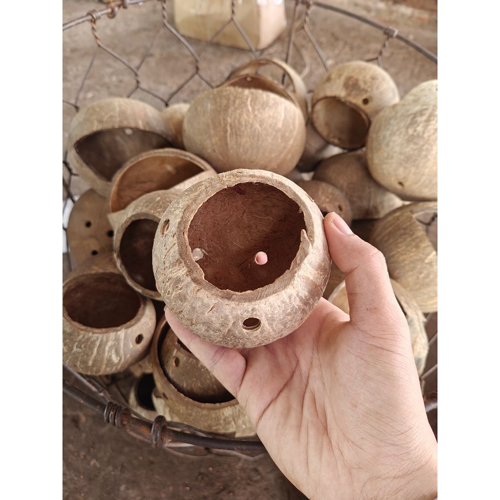 Chậu gáo dừa siêu mini | Dùng làm chậu cây, hoa mini, trang trí, decor thân thiện với môi trường