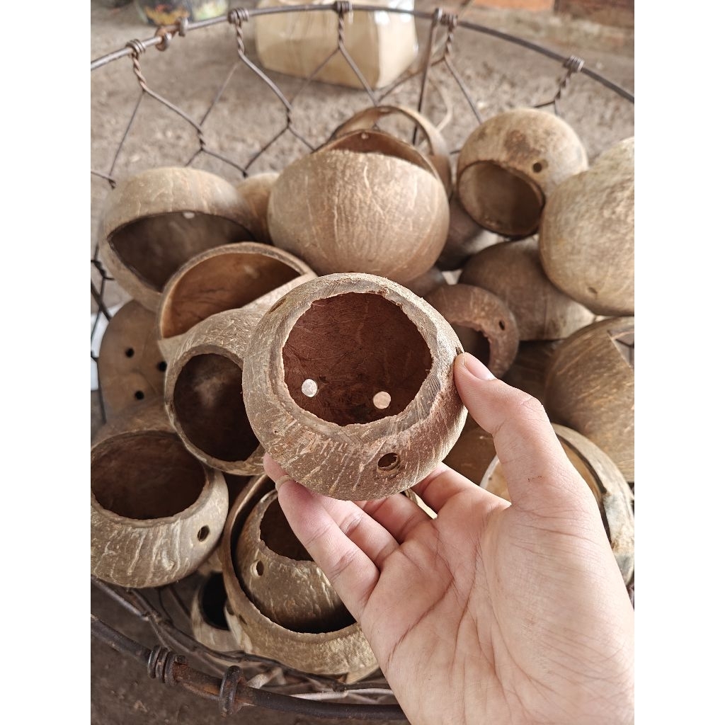 Chậu gáo dừa siêu mini | Dùng làm chậu cây, hoa mini, trang trí, decor thân thiện với môi trường