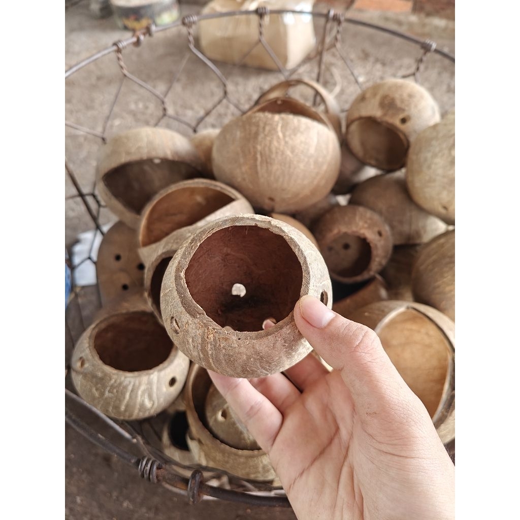 Chậu gáo dừa siêu mini | Dùng làm chậu cây, hoa mini, trang trí, decor thân thiện với môi trường