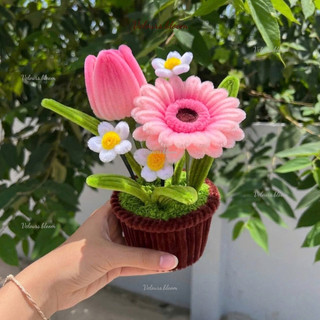 [HANDMADE] Chậu Hoa Kẽm Nhung Mix Tulip Xanh & Đồng Tiền Hồng – Trang Trí Bàn Làm Việc, Quà Tặng Ý Nghĩa