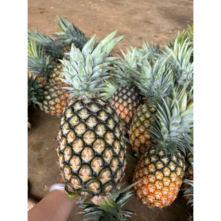 Dứa mật pulau điện biên 2 quả (3,5kg-4,5kg cho 2 quả )dứa sạch bao ngon.